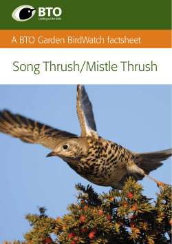 Song Thrush/Mistle Thrush