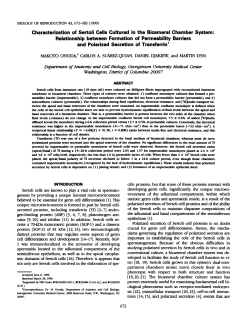 Characterization of Sertoli Cells Cultured in the Bicameral Chamber