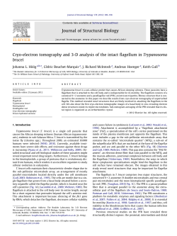 Cryo-electron tomography and 3-D analysis of the intact flagellum in