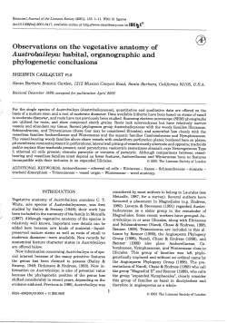 Observations on the vegetative anatomy of