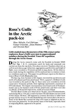 Ross`s Gulls in the Arctic pack-ice