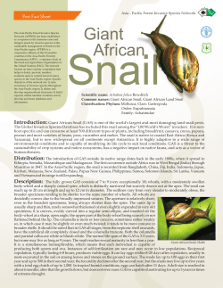 Giant African - Food and Agriculture Organization of the United