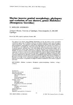 genital morphology, phylogeny and evolution of sea skaters, genus