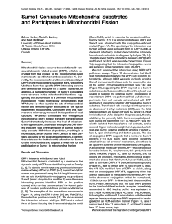 Sumo1 Conjugates Mitochondrial Substrates