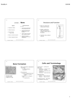 Bone Formation Cells and Terminology