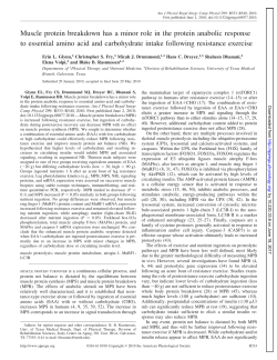 Muscle protein breakdown has a minor role in the protein anabolic