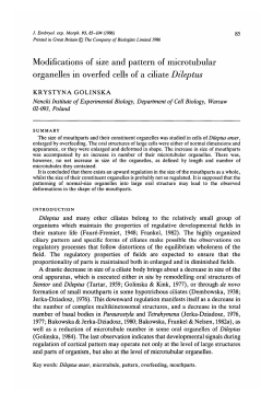 Modifications of size and pattern of microtubular