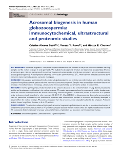 Acrosomal biogenesis in human globozoospermia
