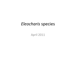 Select Eleocharis Species