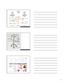 Basic Histology, Junqueira And Carneiro, 2003