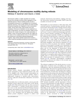Modeling of chromosome motility during mitosis