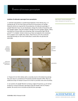 Isolation of Ectocarpus gametophytes