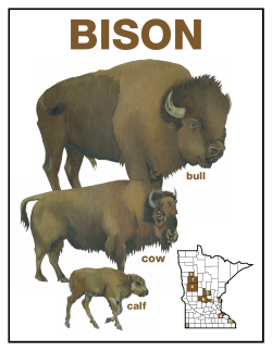 Bison - Minnesota Ag in the Classroom