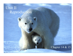 Mitosis - novacentral.ca