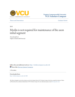 Myelin is not required for maintenance of the axon initial segment
