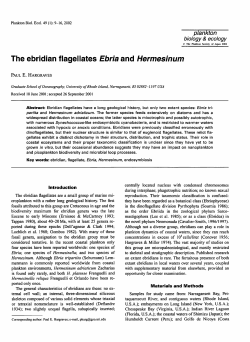 The ebridian flagellates Ebria and Hermesinum