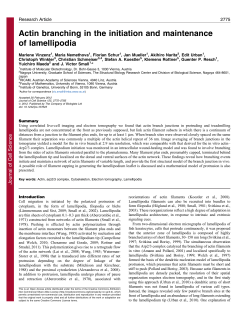 Actin branching in the initiation and maintenance of lamellipodia