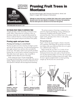 Pruning Fruit Trees in Montana - Montana State University Extension