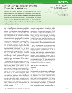 Evolutionary Specialization of Tactile Perception in Vertebrates