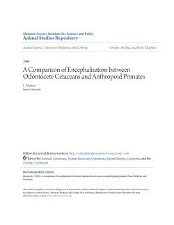A Comparison of Encephalization between