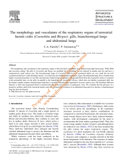 The morphology and vasculature of the respiratory organs of