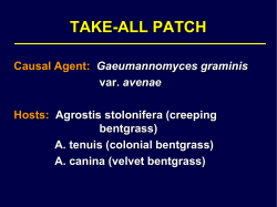 Take-All Patch - Rutgers Turf