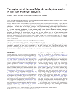 The trophic role of the squid Loligo plei as a