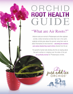root health - Just Add Ice Orchids