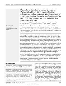 Molecular systematics of marine gregarines
