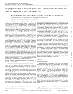 Imaging remodeling of the actin cytoskeleton in vascular smooth