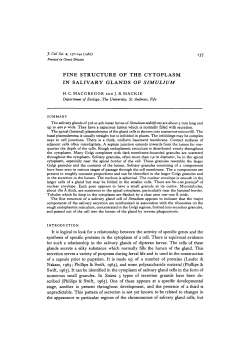 fine structure of the cytoplasm in salivary glands of simulium