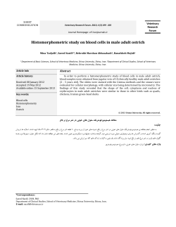 Histomorphometric study on blood cells in male adult ostrich