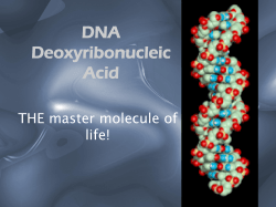 of DNA.