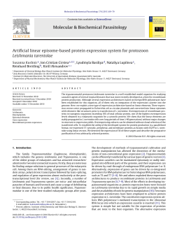 Artificial linear episome-based protein expression
