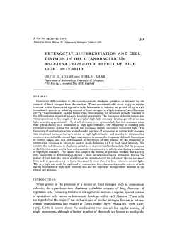 heterocyst differentiation and cell division