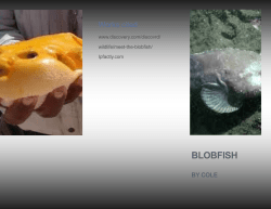 COLE BLOBFISH