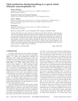 Click production during breathing in a sperm whale