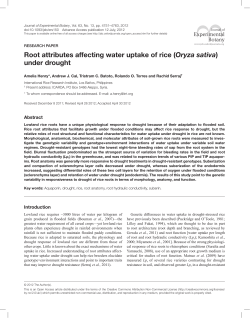 Root attributes affecting water uptake of rice (Oryza sativa) under
