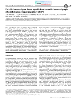 Pref-1 in brown adipose tissue: specific