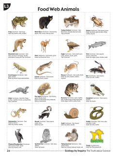Food Web Animals