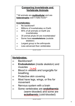 comparing invertebrate and vertebrate animals