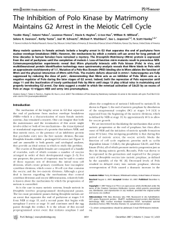 The Inhibition of Polo Kinase by Matrimony Maintains