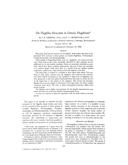 On Flagellar Structure in Certain Flagellates