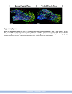Dorsal Muscle Mass Ventral Muscle Mass