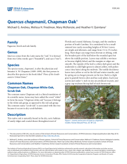 Quercus chapmanii, Chapman Oak - EDIS