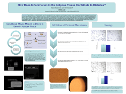 How Does Inflammation in the Adipose Tissue Contribute to Diabetes?