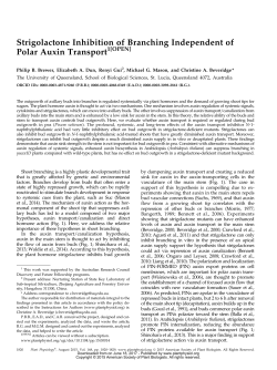 Strigolactone Inhibition of Branching Independent