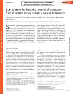 SUN proteins facilitate the removal of membranes from chromatin
