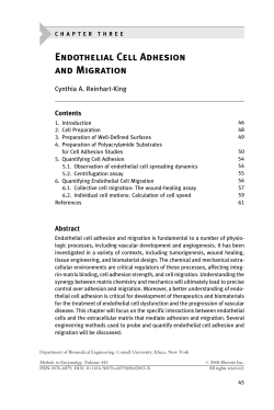 Endothelial Cell Adhesion and Migration - Cynthia Reinhart-King