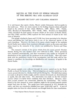 squids as the food of sperm whales in the bering sea and alaskan gulf